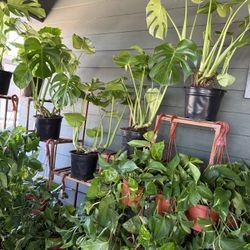 Tons Of Healthy Indoor Plants Or House Plants Collection