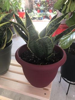 Snake plants