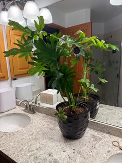 Large Philodendron Plant in Black Pot