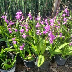 Flores Chinese Orchid