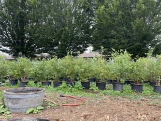 Blueberry Plants