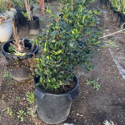 Wax-leaf Privet