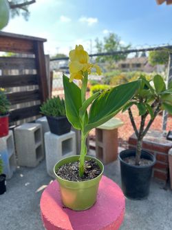 Yellow canna lilies