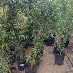 $25 Each Vines That Are Pictured 
