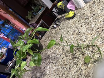 Golden Pothos 