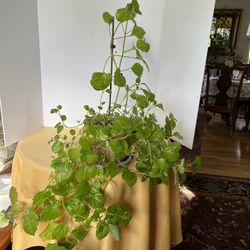 Milllionaire Plant Millonaria Potted 