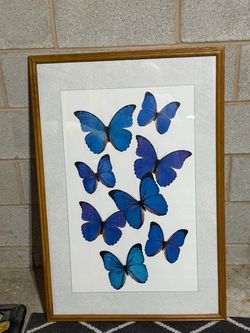 Framed Blue Butterfly Wall Art Print