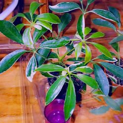 Variegated Umbrella Tree Plant 