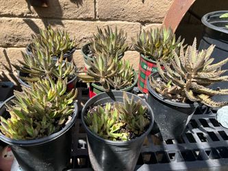 Alligator Plants