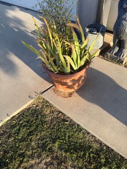 Terracotta Pot