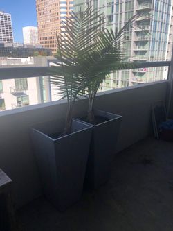 Palm plants