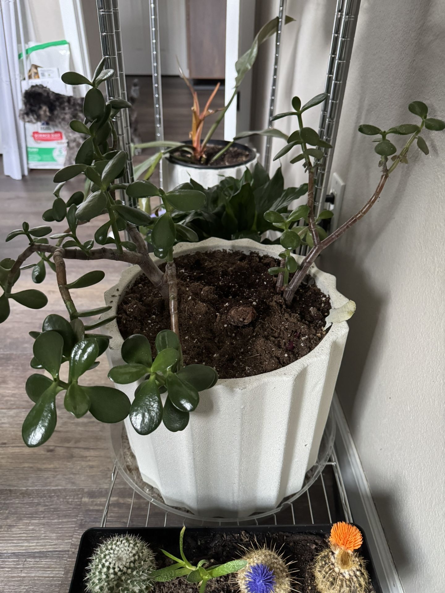 The Jade Plant