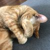 Basil
