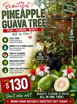 Pineapple guava trees 🌳🍍