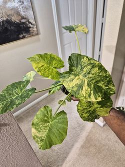 Alocasia Odora Aurea
