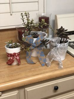 Christmas Succulents