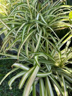 Spider plant