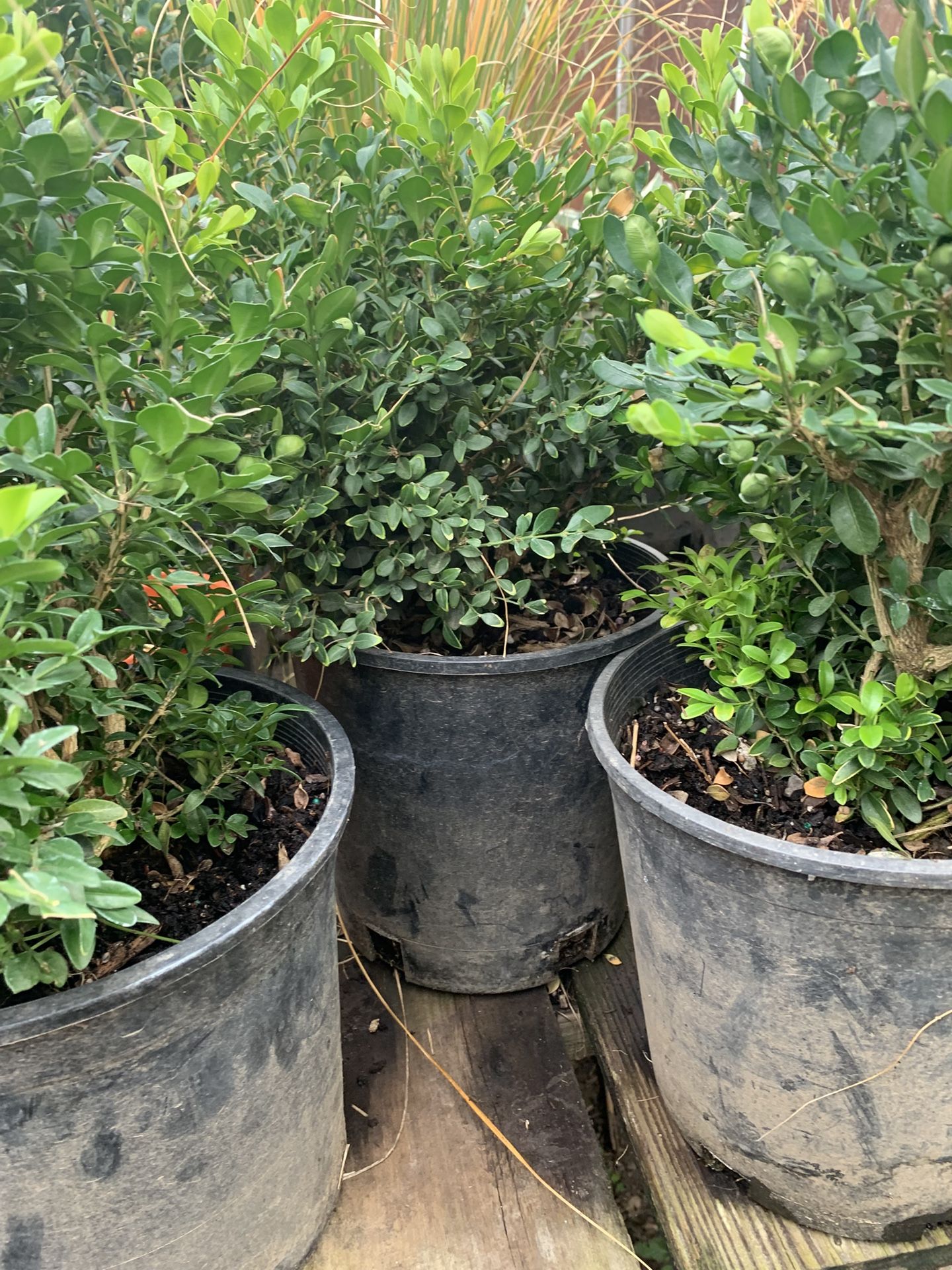 Green Velvet Boxwood Plants 