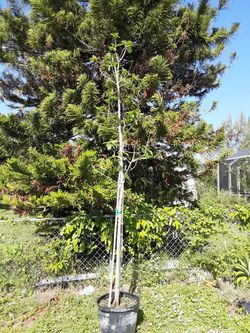 Gieger tree 12 ft