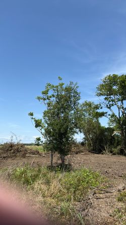 Encinos 200 Gallons Live Oak Trees $ 200 only pick up