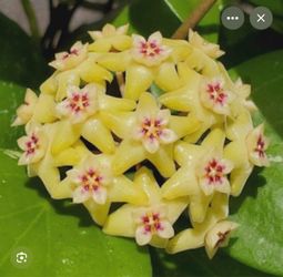 6” Hoya neocaledonica
