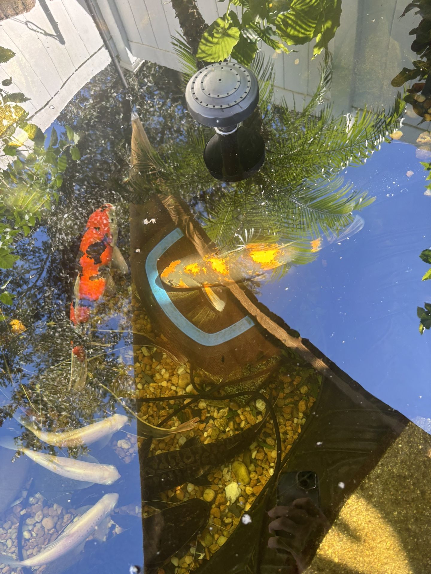 FISH decor