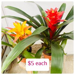 Plants (6”pot🌿Bromeliads $5 each)