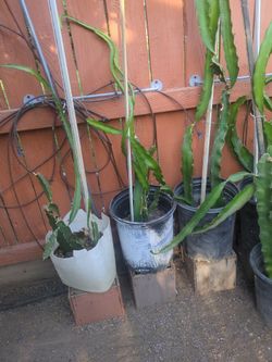 Dragon Fruit Cactus Plants in Pots
