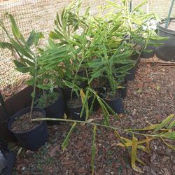 Shampoo Ginger Plants