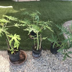 Plantas De Papayas