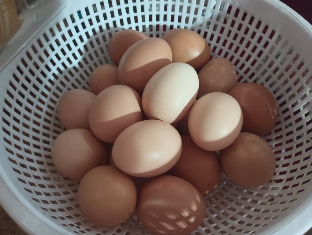 FRESH EGGS! $7 A DOZEN, IN BVL!