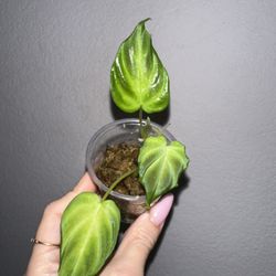 Philodendron Verrucosum