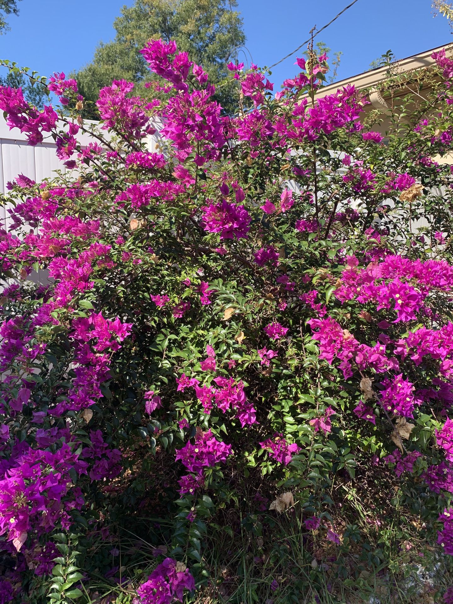 Bougainvillea For sale