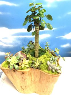 Unick stump with succulents