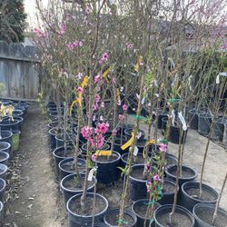 Peaches 🍑 Trees Yellow N White Donut, Crystal ,Red N Green Nectarines Only Serious Buyer’s Please(solo Compradores Serios Por favor)