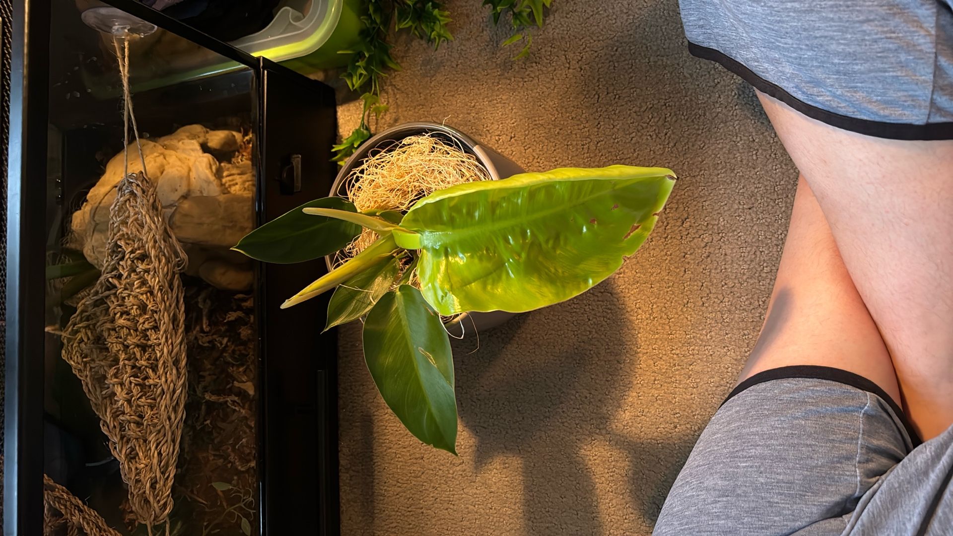 Philodendron Moonlight