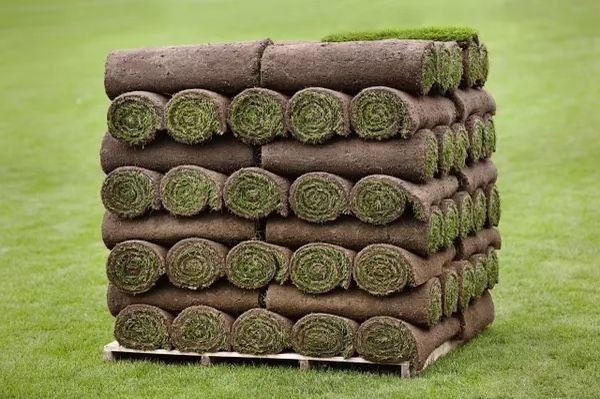 Quality Plus Fescue 90% Dwarf Fescue 10%Blue Grass