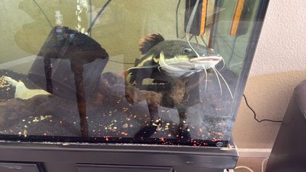 2’ Red Tail Catfish