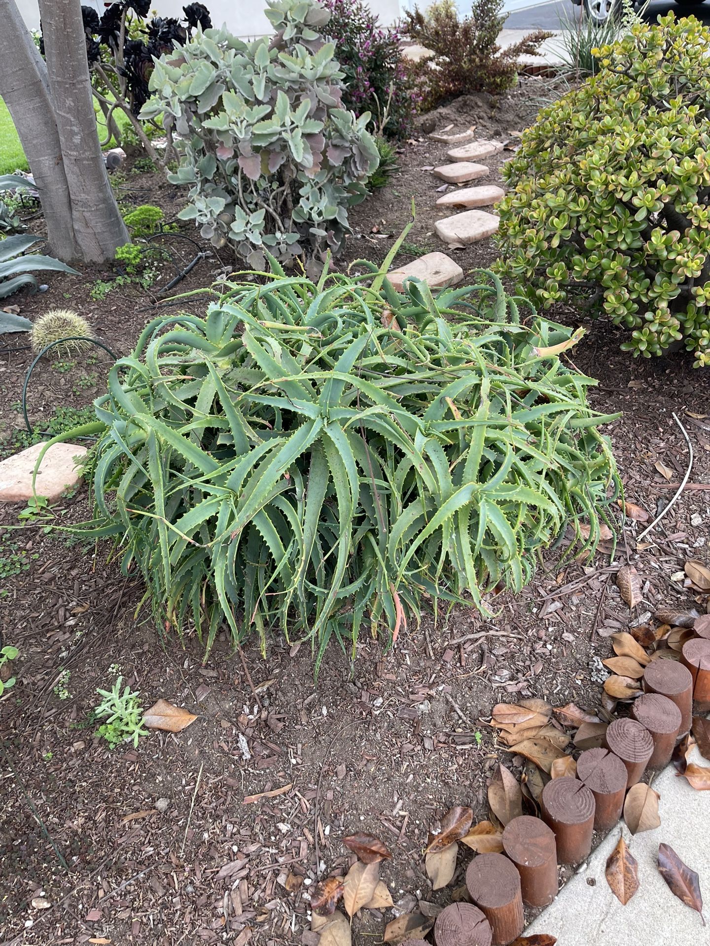 Aloe arborescens 'Variegata' Succulent (Candelabra) - 2nd One