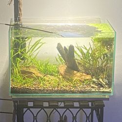 6 Gallon Planted Aquascape Aquarium Fish Tank 
