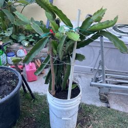 Dragon Fruit