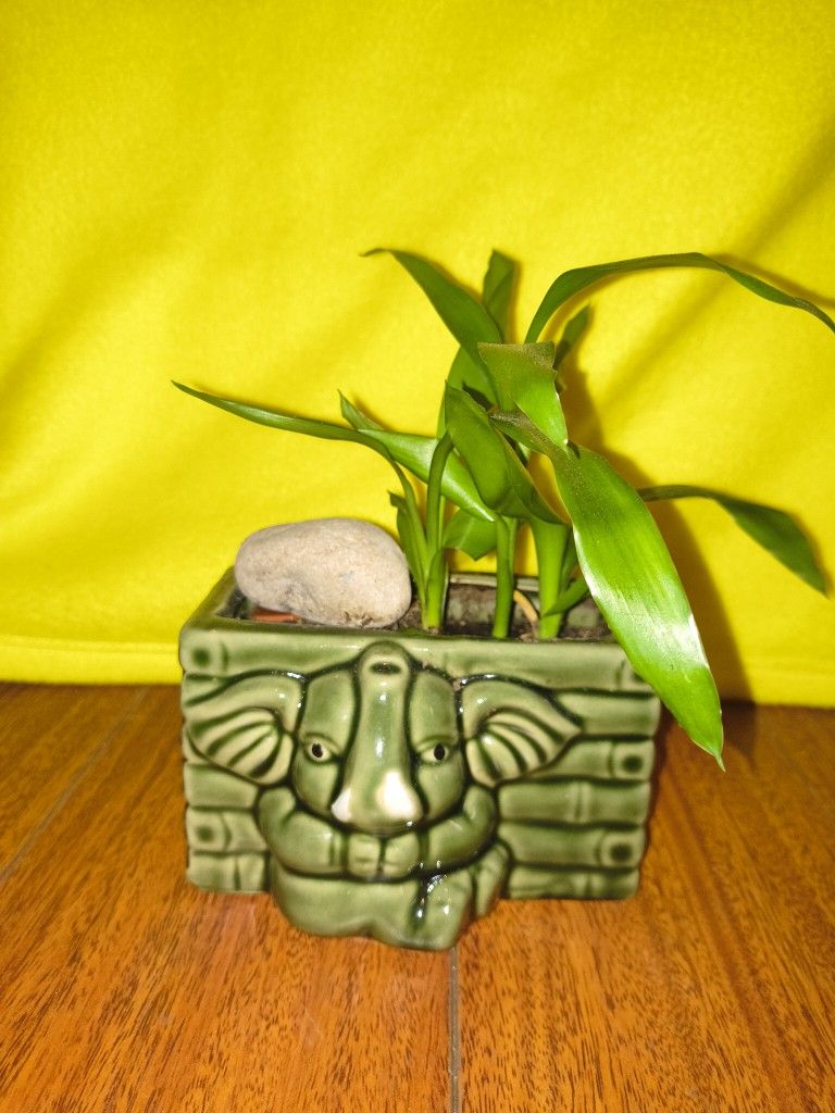 Bamboo $15