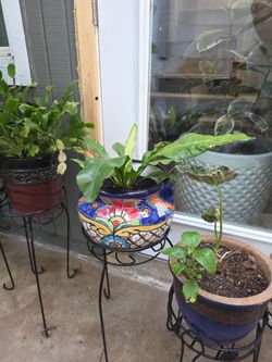 Bird's Nest Fern (Asplenium Nidus)