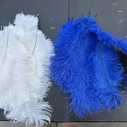 Peacock Feathers 