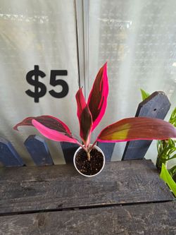 Cordyline Plant
