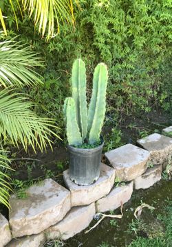 Cactus