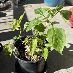 Yellow Bell Pepper Plant