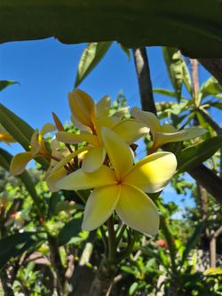 Aztec gold plumeria