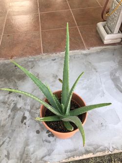 Savila plant