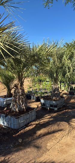 Big palms for sale